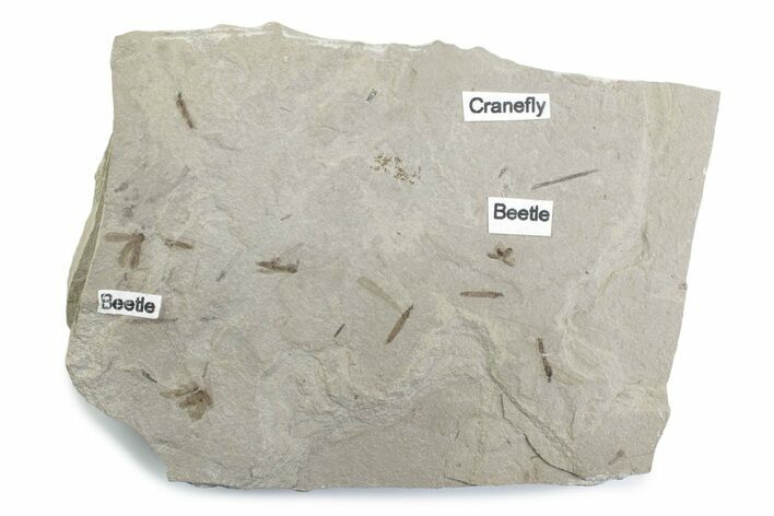 Fossil Insect (Crane Flies & Beetles) Plate - Utah #377172